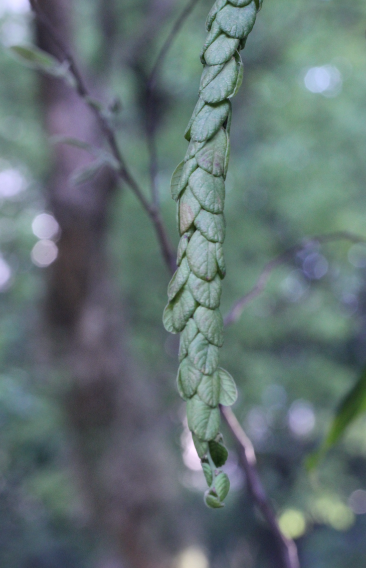 Image of Phyllodium longipes by no rights reserved