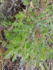 Notobubon galbanum