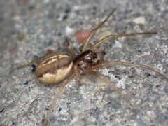 Pachygnatha listeri