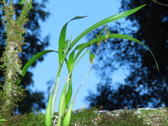 Prosthechea ochracea