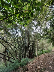 Phyllostachys edulis