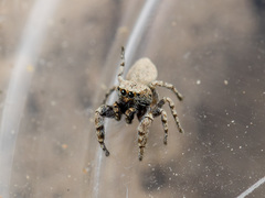 Pseudomogrus bactrianus