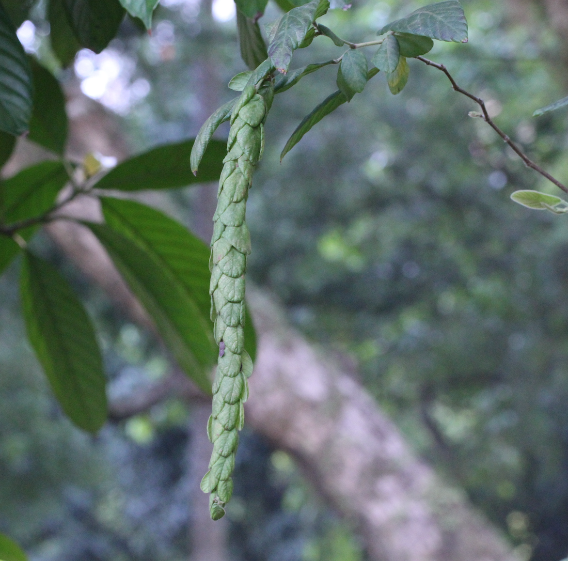 Image of Phyllodium longipes by no rights reserved