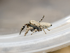 Pseudomogrus bactrianus