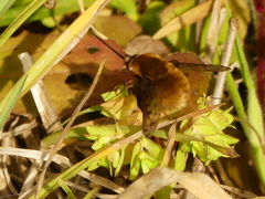 Bombylius medius