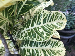Codiaeum variegatum