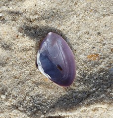 Mactra pusilla