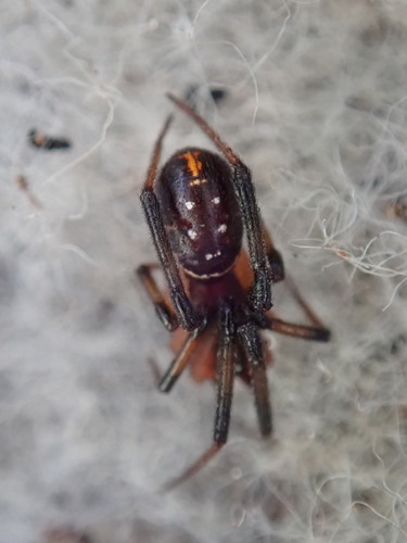 Black Cobweb Spider