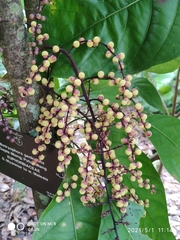 Botryophora geniculata