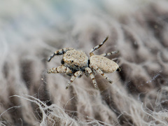 Pseudomogrus bactrianus