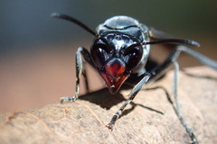 Synoeca