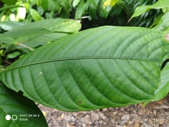 Botryophora geniculata