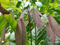 Botryophora geniculata