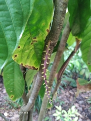 Botryophora geniculata