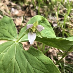 Trillium tschonoskii