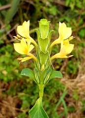 Barleria senensis