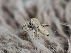 Pseudomogrus bactrianus