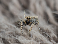 Pseudomogrus bactrianus