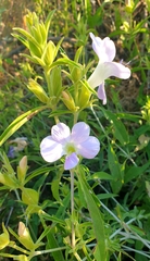Barleria lancifolia