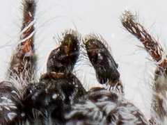 Pseudomogrus bactrianus