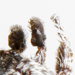 Pseudomogrus bactrianus