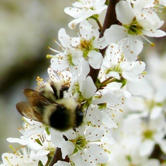 Bombus sylvarum