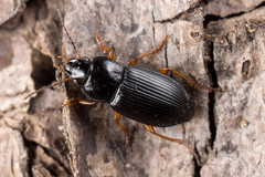 Anisodactylus nemorivagus