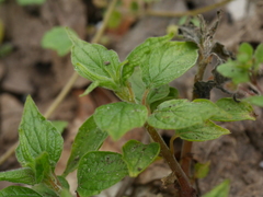 Parietaria officinalis