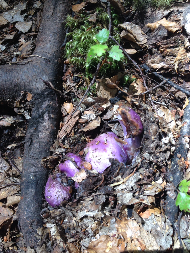 Cortinarius porphyroideus image