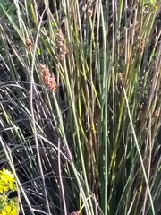 Elegia tectorum