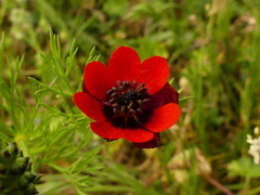 Adonis microcarpa
