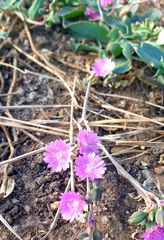 Corbichonia decumbens
