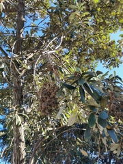 Brachylaena discolor