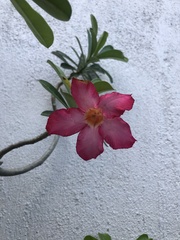 Adenium obesum