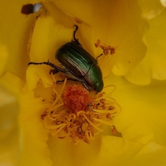 Anomala octiescostata