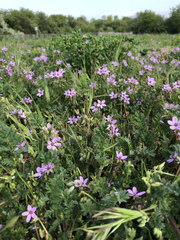 Erodium cicutarium