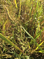 Echinochloa pyramidalis