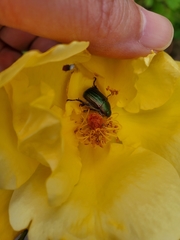 Anomala octiescostata