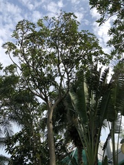 Heptapleurum actinophyllum