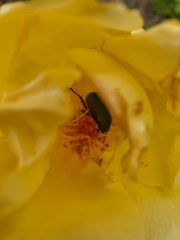 Anomala octiescostata