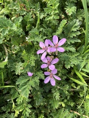 Erodium cicutarium