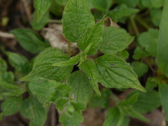 Parietaria officinalis