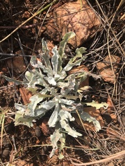 Helichrysum cephaloideum