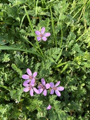 Erodium cicutarium