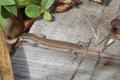 Podarcis carbonelli carbonelli