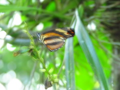 Eresia phillyra phillyra