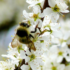 Bombus sylvarum