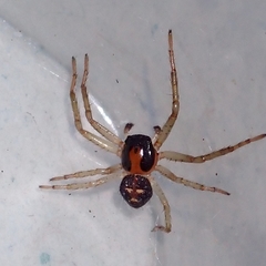 Sinothomisus hainanus