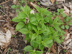 Parietaria officinalis