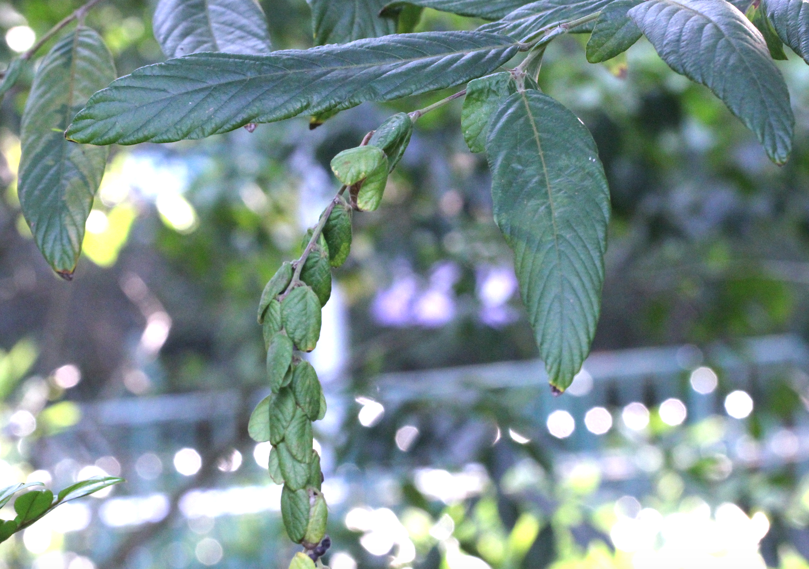 Image of Phyllodium longipes by no rights reserved